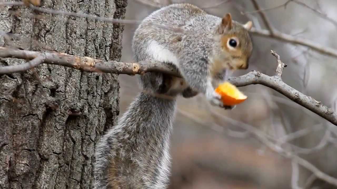 Image result for eastern gray squirrel