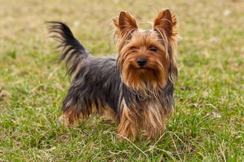 Image result for terrier dog black brown