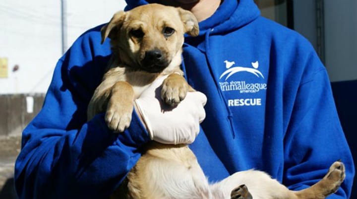 tornado rescue dog 