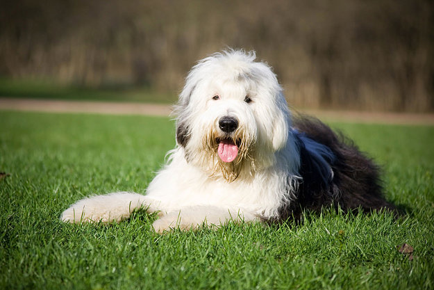 Image result for english sheepdog