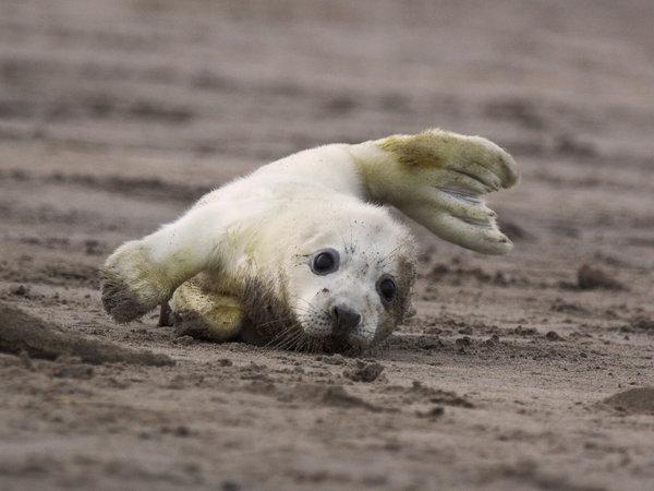 Image result for otters seals baby