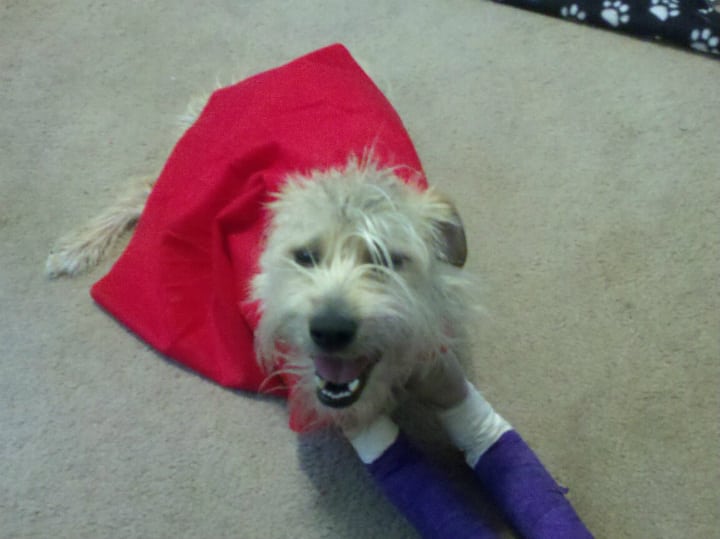 Mason the Tornado Dog Sporting His Red Cape