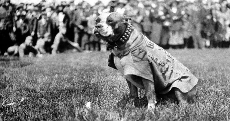 stubby german spy world war i american hero dog