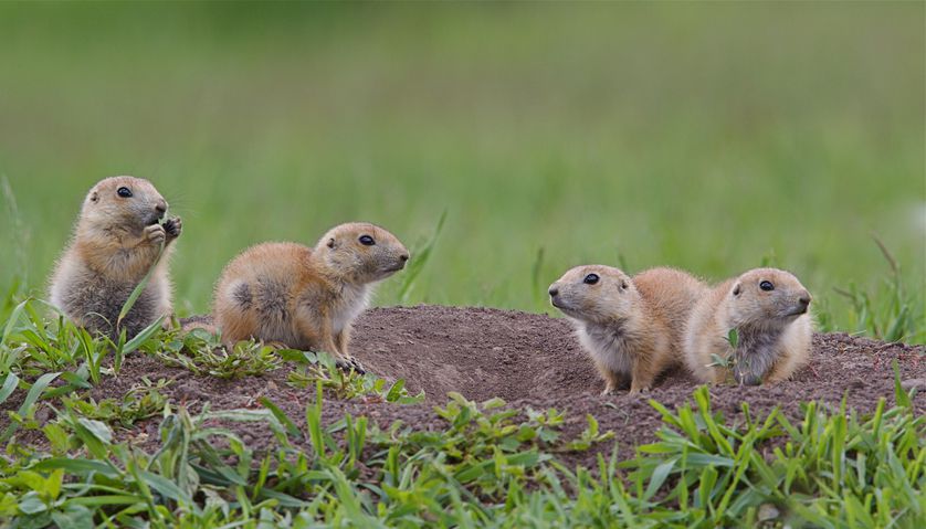 black-tailed prairie dog pups