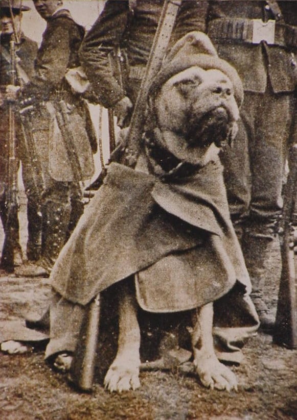 stubby trenches dog war