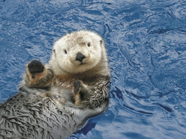 sea otters can be curious