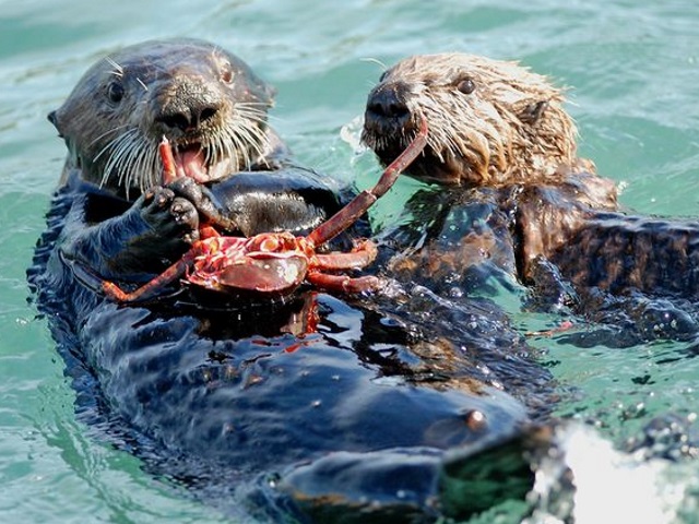 dangerous sea otter