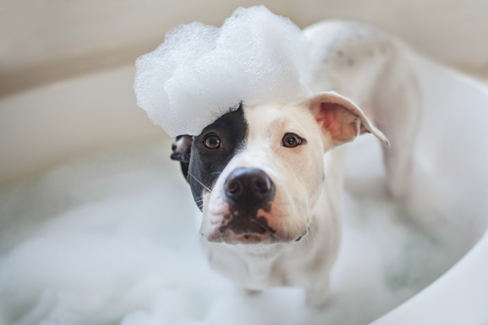 Image result for dogs bath