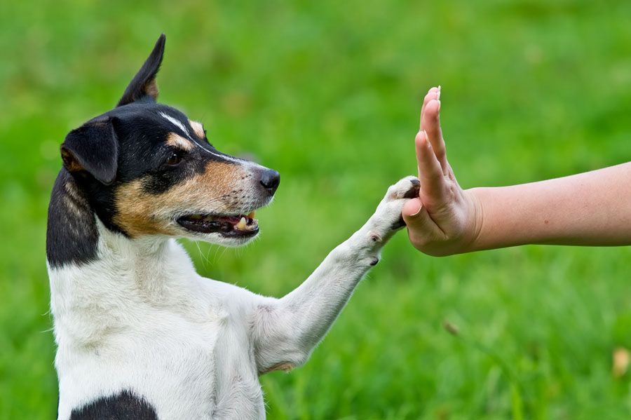 Image result for dog running owner