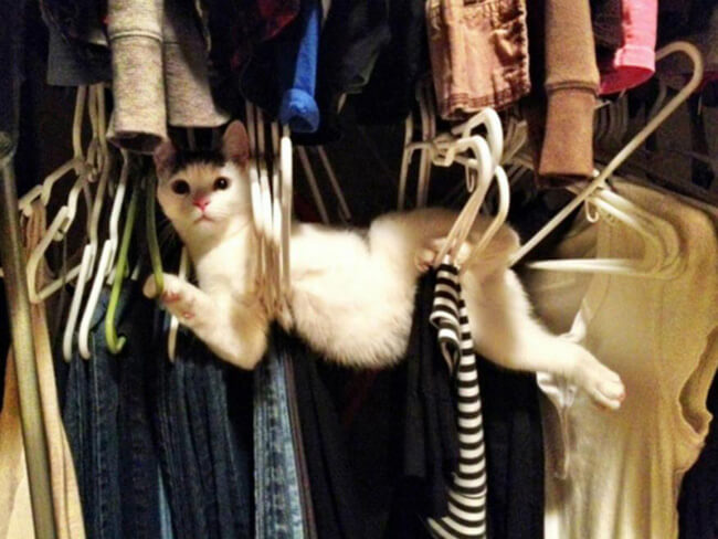 hangerkitty.jpg