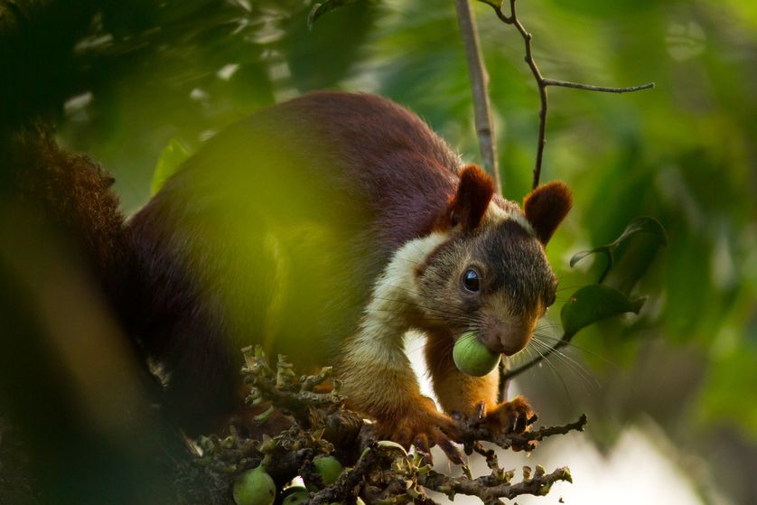 Indian giant squirrel