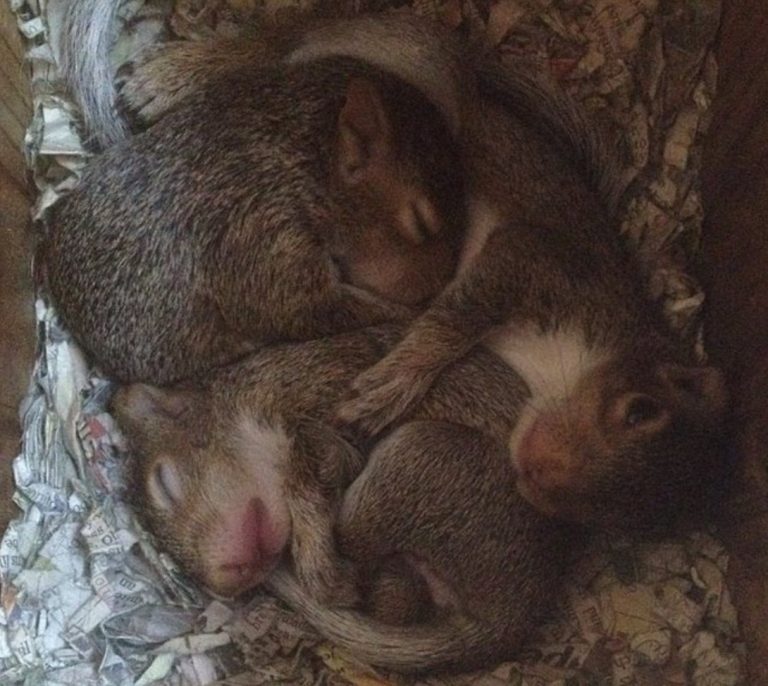 Macintosh HD:Users:brittanyloeffler:Downloads:Baby Squirrel:3-squirrel-comes-back-768x686.jpg