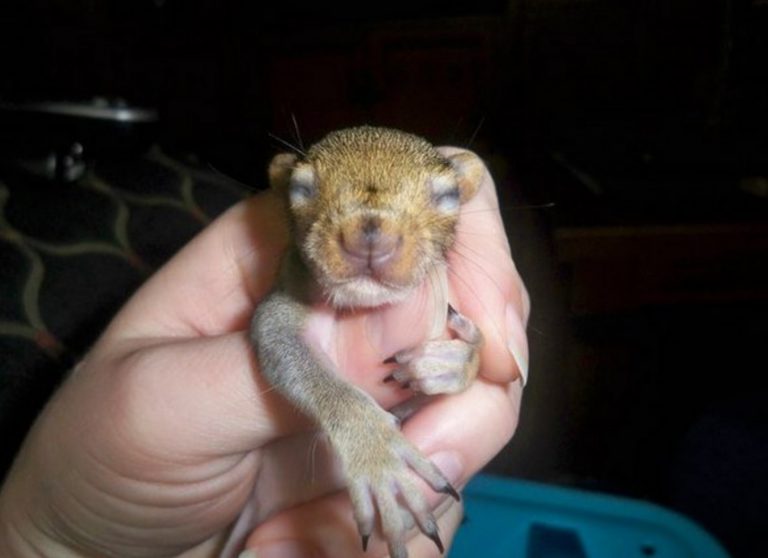 Macintosh HD:Users:brittanyloeffler:Downloads:Baby Squirrel:1-squirrel-comes-back-768x558.jpg