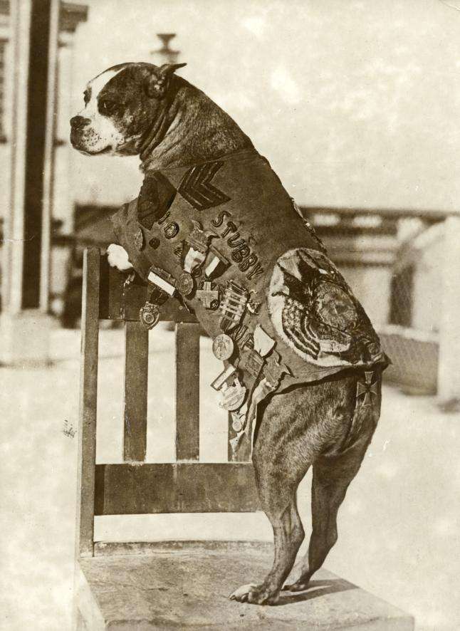 sergeant stubby dog world war i france western front