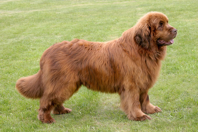 Image result for newfoundland dog