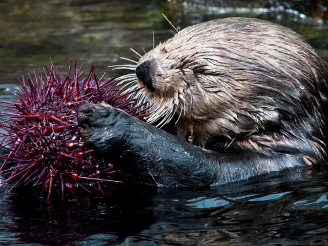 sea otters and sea urchins