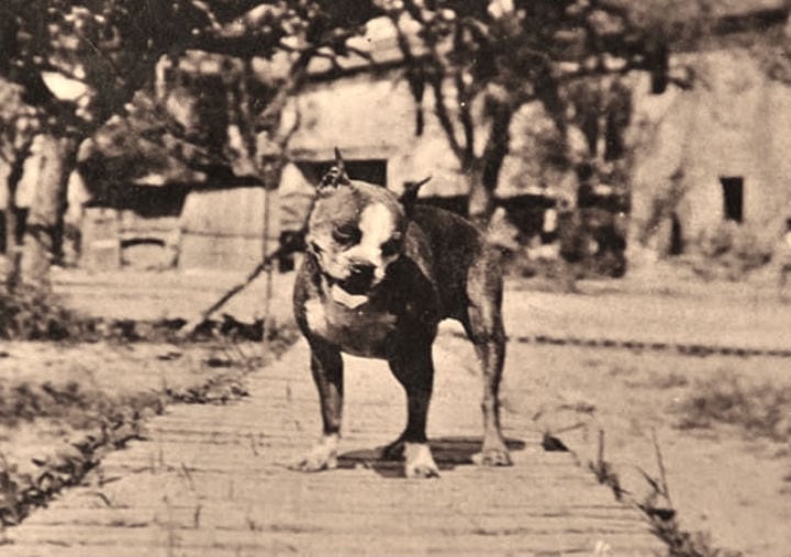 stubby stray dog yale 