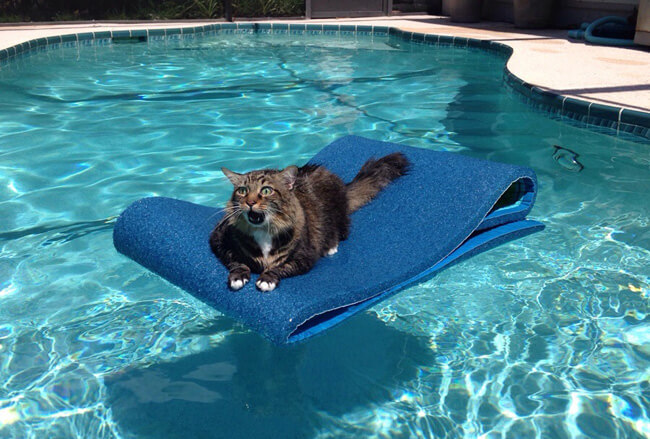 poolkitty.jpg