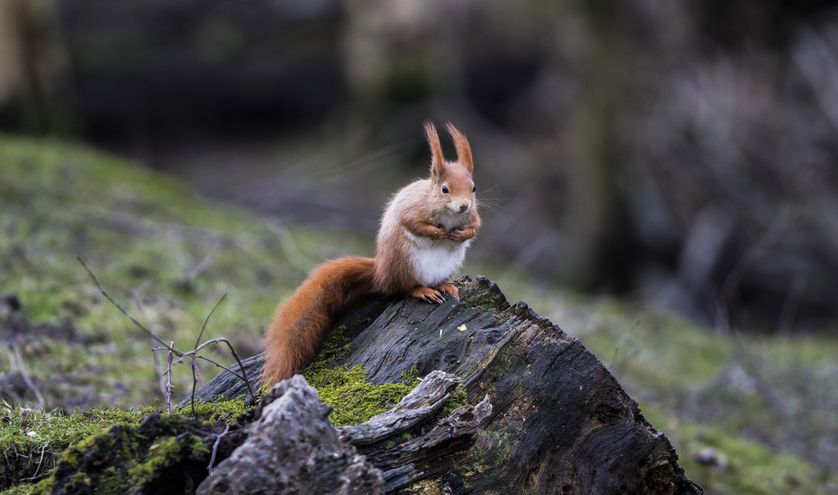 Eurasian red squirrel