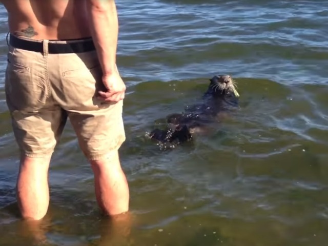 sea otter retreating