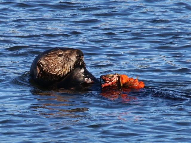 otter eating