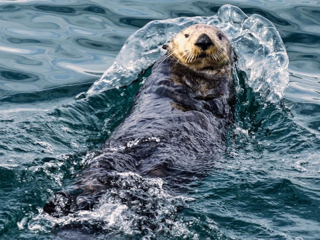 candid otter shot