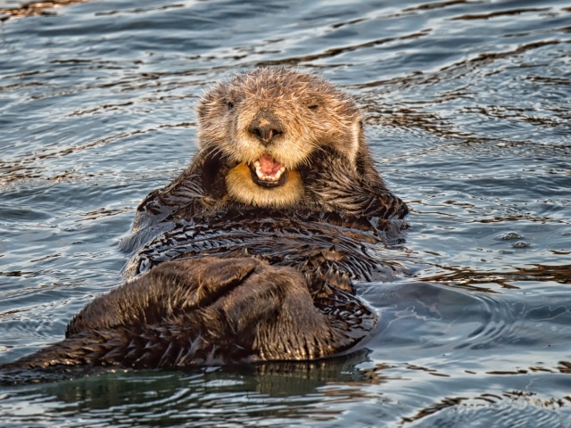 friendly sea otters