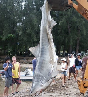 tiger shark bethany hamilton fishermen hawaii kauai