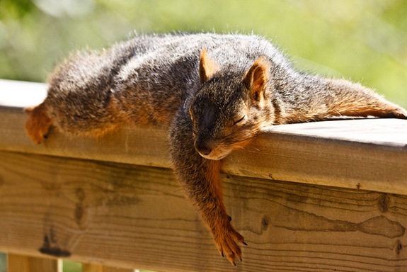 Image result for squirrel sleeping