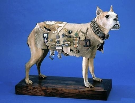 sergeant stubby smithsonian museum stuffed dog war hero world war i