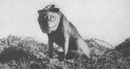 stubby dog gas mask world war i france battle dog