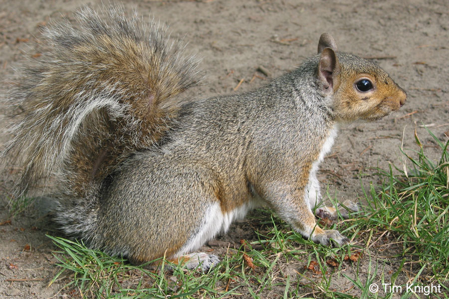 Image result for eastern gray squirrel