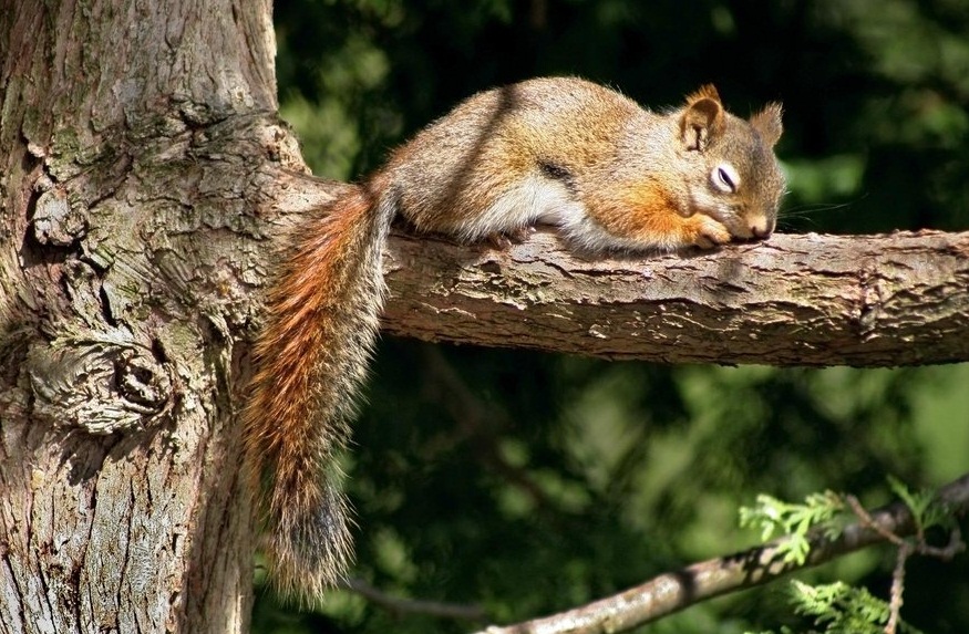 Image result for squirrel sleeping