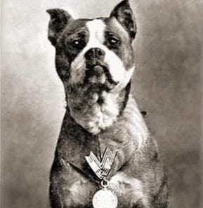 stubby dog world war i