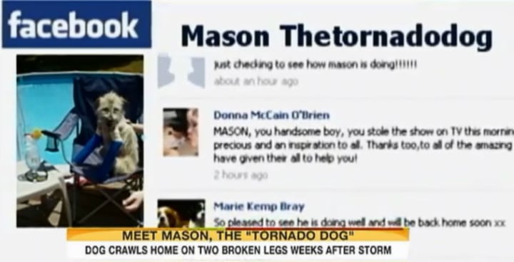 Mason the Tornado Dog