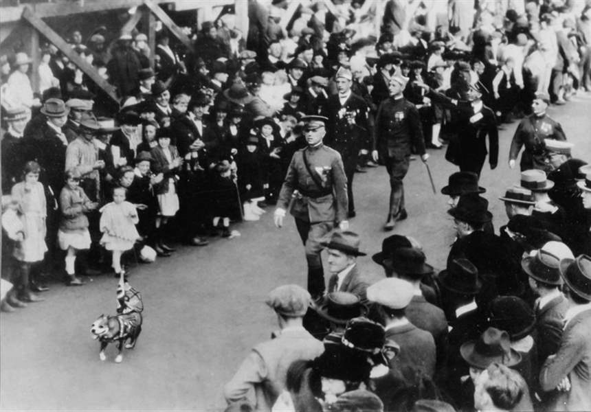 sergeant stubby marching world war i victory parade