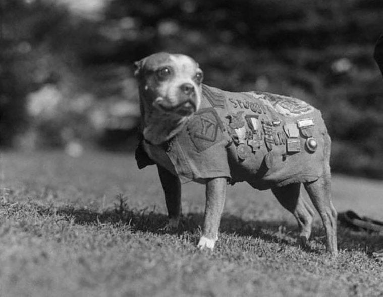 sergeant stubby france chamois coat war