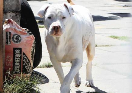 Image result for pitbull white rocco