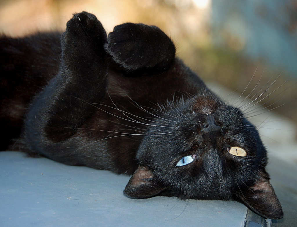 Image result for black cat