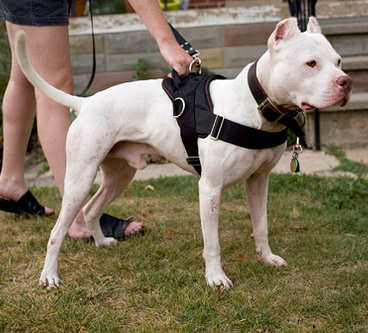 Image result for dogs harness pit bull white