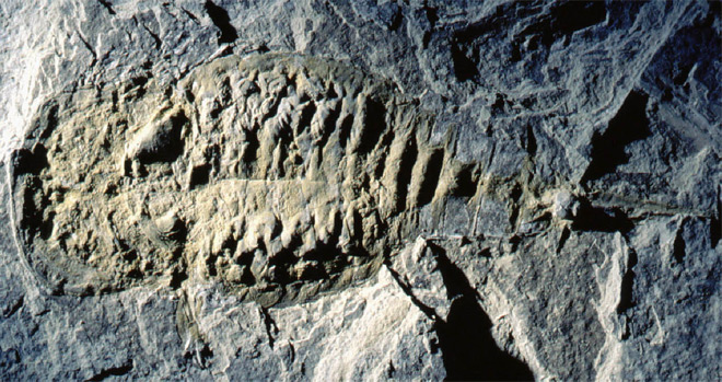 Image result for earth fossil