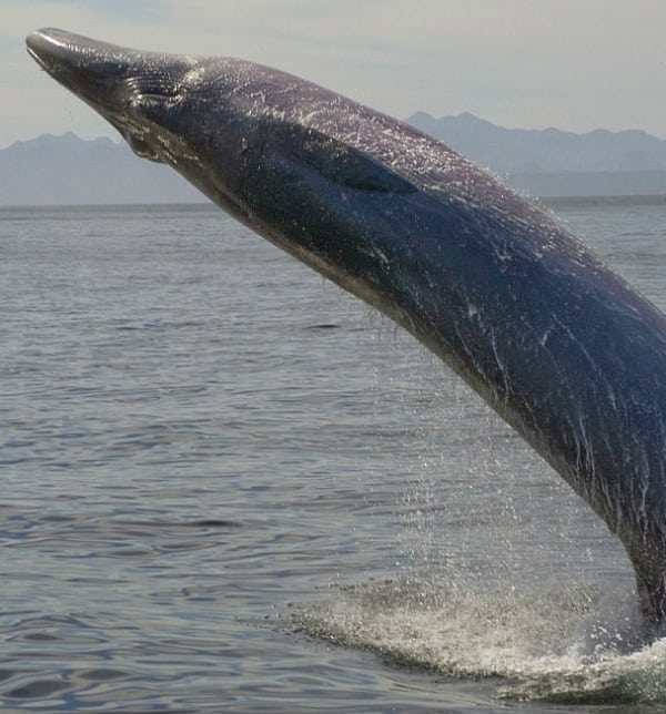 Byrdeâs whale