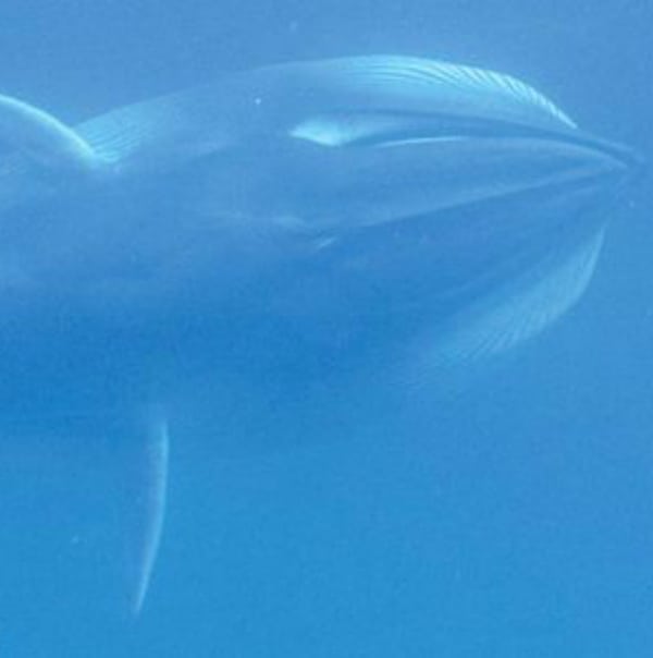 omuras whale - sri lanka