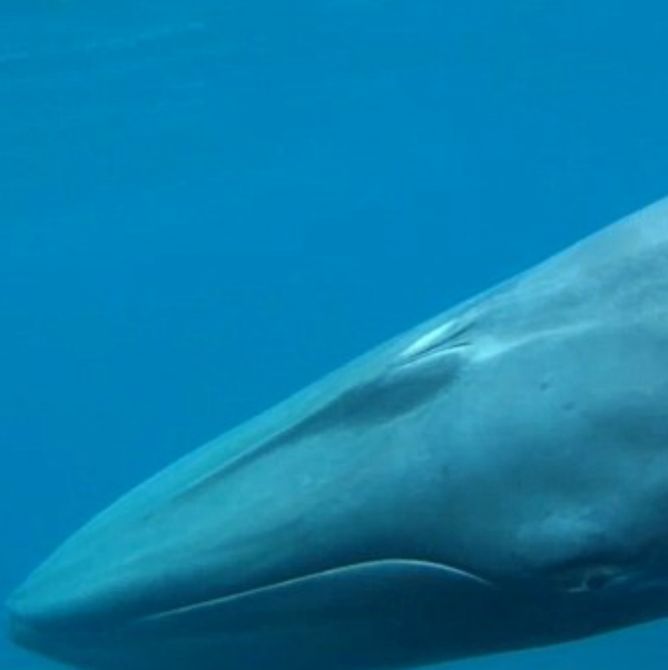 omuras whale - sri lanka