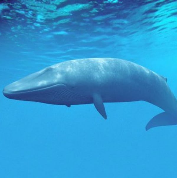 sri lanka - omuras whale