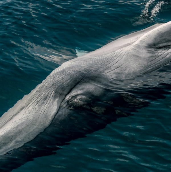 omuras whale