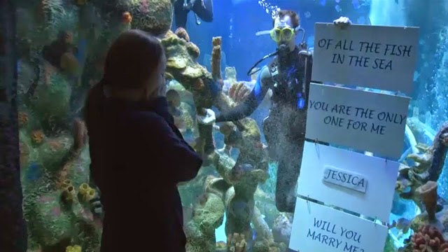Image result for proposal romantic aquarium