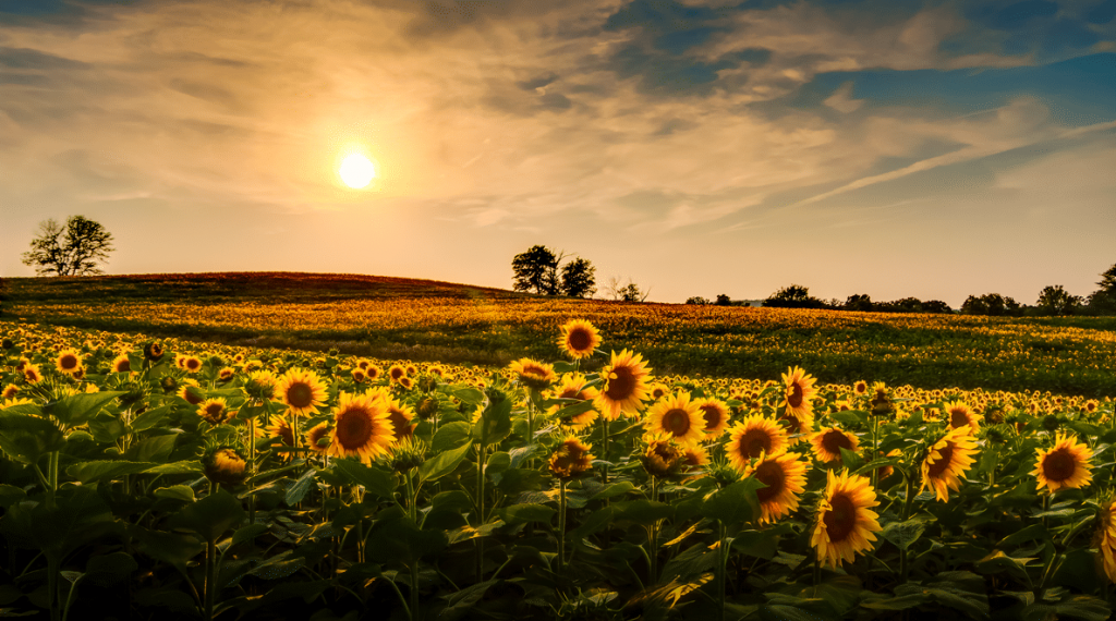 archaeologist excavates a rural field in Kansas and discovers the long ...