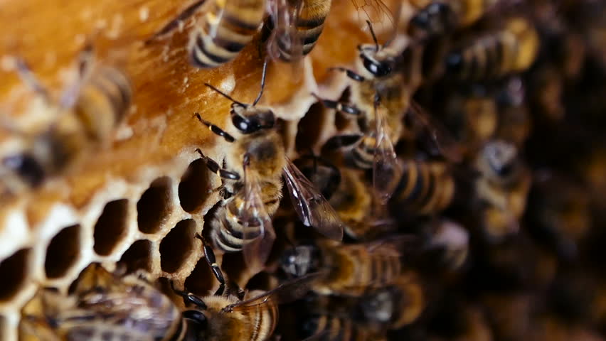 Image result for beehive close up