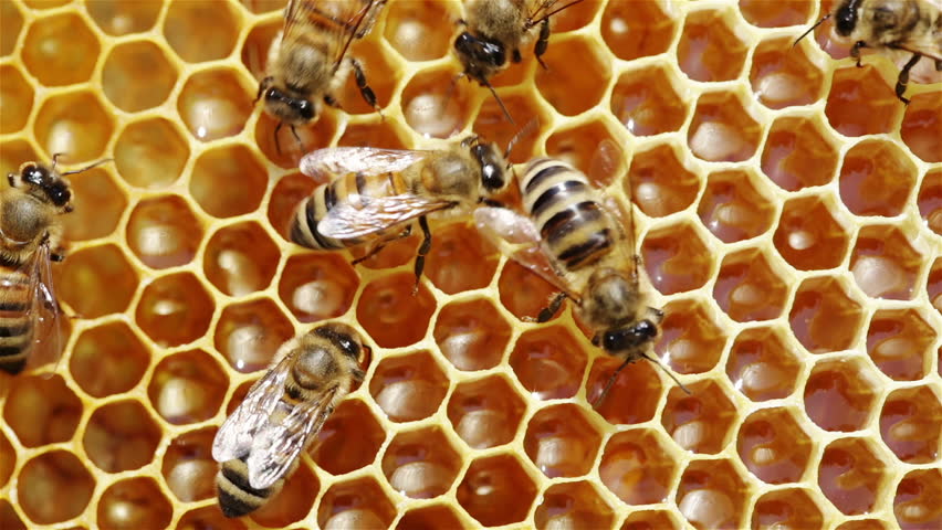 Image result for beehive close up